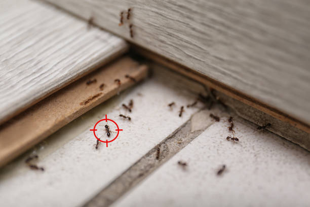 Flea Control Services in Chula Vista, CA