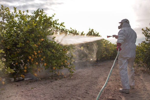 Best Affordable Pest Control Services  in Chula Vista, CA