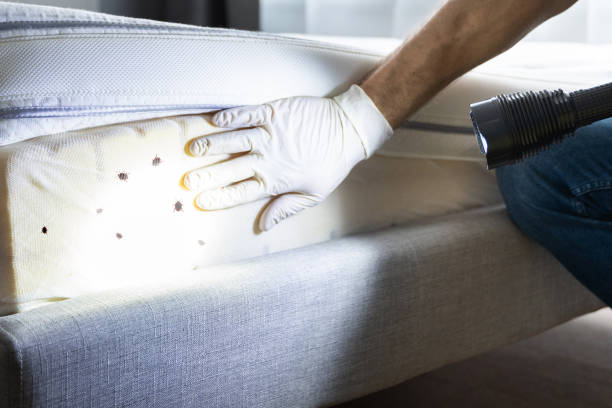 Best Pest Prevention Services  in Chula Vista, CA