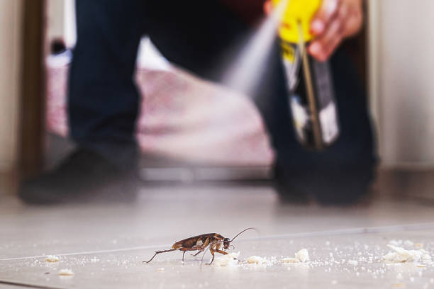 Trusted Chula Vista, CA Pest Control Experts